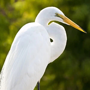 USA, Florida. Great Egret (Ardea alba) Everglades, Florida
