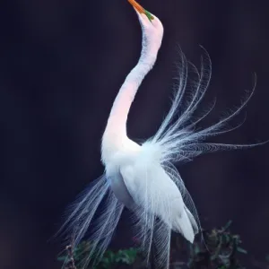 USA, Florida, Venice, Venice Rookery. Great white egret courtship display at sunrise