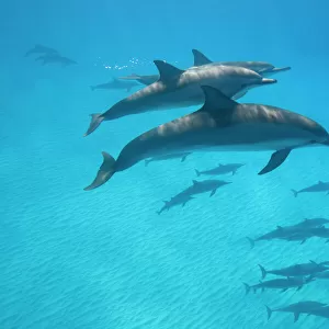 Delphinidae Jigsaw Puzzle Collection: Spinner Dolphin