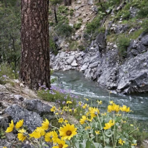 USA, Idaho. Wildflowers grow along Payette River