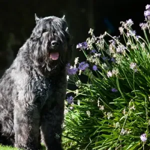 Autocollant Bouvier des Flandres - 15cm