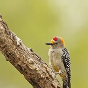 Brown Fronted Woodpecker