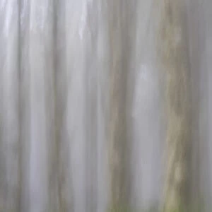 USA, Oregon, Florence. Forest abstract. Credit as: Jay O Brien / Jaynes Gallery