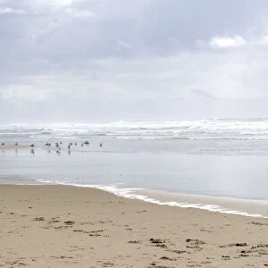 USA, Oregon, Manzanita. Seagulls on ocean shore