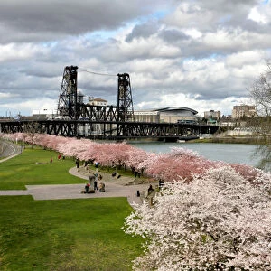 USA, Oregon, Portland. Cherry trees in bloom along Willamette River
