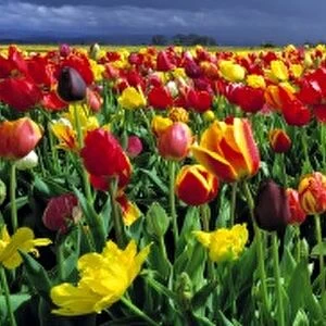 USA, Oregon, Willamette Valley. Spring blooms create a colorful landscape at a tulip