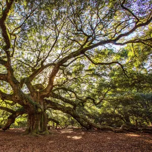 USA, South Carolina, Charleston, Angel Oak