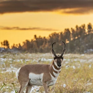 USA, South Dakota, Custer State Park. Pronghorn antelope at sunrise