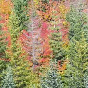 USA, Stampede Pass, Washington State, Cascade Mountains with reds of Vine Maple trees