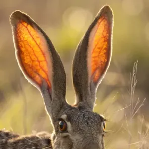 USA, Texas, Maverick County Black-Tailed Jackrabbit Print. Art