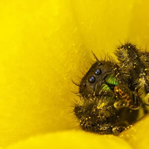 USA, Texas, McMullen County. Jumping spider inside prickly pear cactus blossom