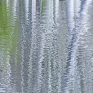 USA, Washington, Bainbridge Island. Reflection of alder trees in pond. Credit as