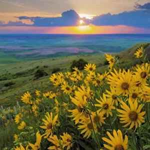 USA, Washington, Palouse Hills. Landscape with Douglas sunflowers. Credit as