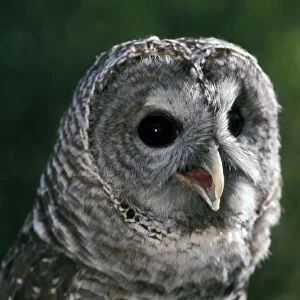 USA, Washington State. Barred Owl (Strix varia)