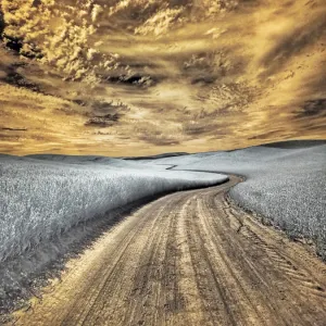 USA, Washington State, Palouse region, winding backcountry road through wheat fields