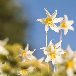 USA, Washington State. Portrait of Avalanche Lily (Erythronium montanum) at Olympic National Park