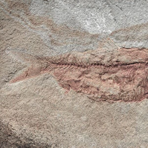 USA, Washington State, Seabeck. Close-up of fish fossil