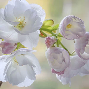 USA, Washington State, Seabeck. Flowering cherry blossoms