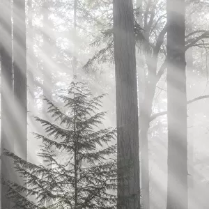 USA, Washington State, Seabeck. God rays and fog in forest