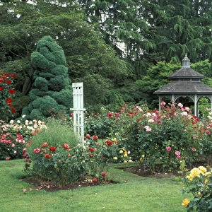 USA, Washington State, Seattle. Gazebo and roses in bloom at the Woodland Park Zoo Rose Garden