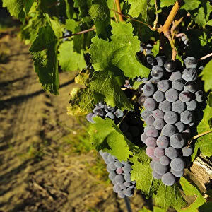 USA, Washington, Wahluke Slope AVA. The Wahluke Slope AVA produces grapes like Cabernet