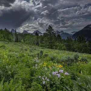 USA, Wyoming. Dramatic clouds and wildflowers in meadow west side of Teton Mountains