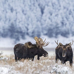 USA, Wyoming, Grand Teton National Park. Bull moose in winter