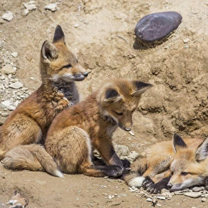 USA, Wyoming, Lincoln County, three Red Fox kits in front of their den