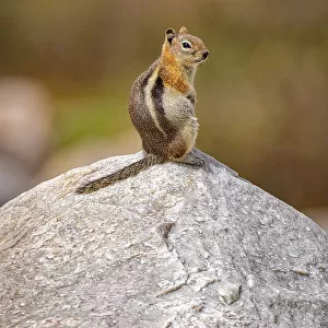Wyoming Ground Squirrel