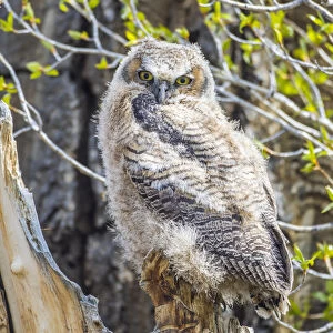USA, Wyoming, Sublette County. Pinedale, Great Horned owl chick sitting on the edge