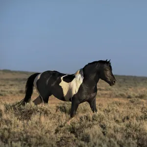 USA, Wyoming. Wild stallion walks in desert sage brush