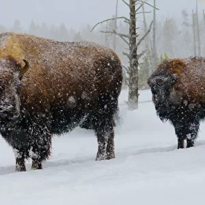 USA, Yellowstone National Park. Bison in winter