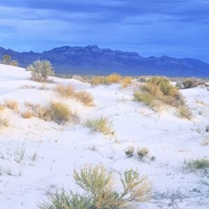 UTAH. USA. Rabbitbrush & sand dunes in Tule Valley. House Range in distance. Proposed