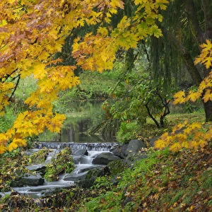 WA, Redmond, Stream and Autumn color