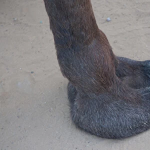 Weirdly squishy camel foot, Pushkar, Rajasthan, India
