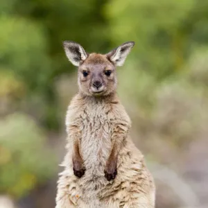 Western grey kangaroo (Macropus fuliginosus), on Kangaroo Island in the Flinders