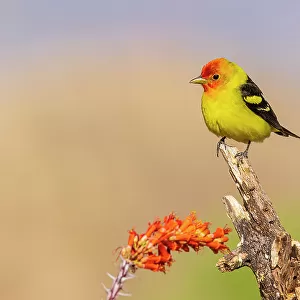 Cardinals And Grosbeaks Framed Print Collection: Western Tanager