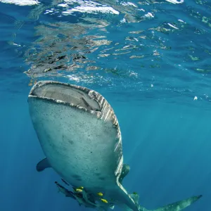 W Collection: Whale Shark