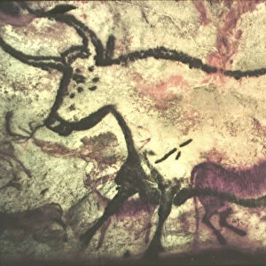 White Bull, Prehistoric Cave Painting, Lascaux. l France