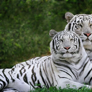 Mammals Collection: Bengal Tiger