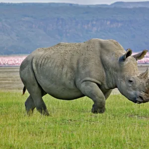 White Rhinoceros