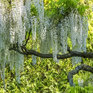 White wisteria tree in blossom with a yellow flowering background