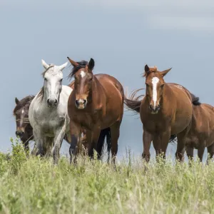 Wild horses in the Kansas Flint Hills