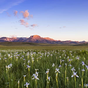 Wild iris wildflowers in grasslands along the Rocky Mountain Front near Choteau, Montana