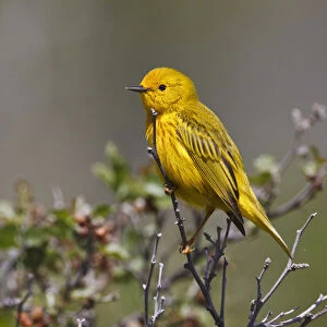 Yellow Warbler (Dendroica petechia) adult male, Wyoming, spring