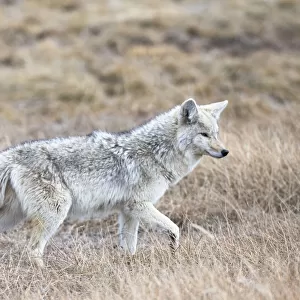 Yellowstone National Park, portrait of a light colored coyote in the dry grass of spring