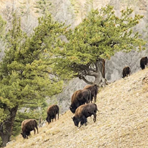 Yellowstone National Park, Wyoming, USA. Bison herd grazing on a steep hillside above Pebble Creek