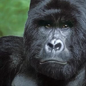 Zaire, Virungas National Park. Portrait of wild silverback mountain gorilla