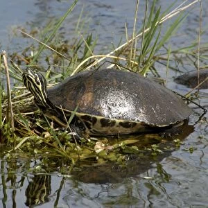 Painted turtle in the Florida Everglades