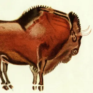 Prehistoric cave art of a bull, Altamira, Spain